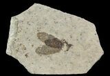 Fossil March Fly (Plecia) - Green River Formation #65188-1
